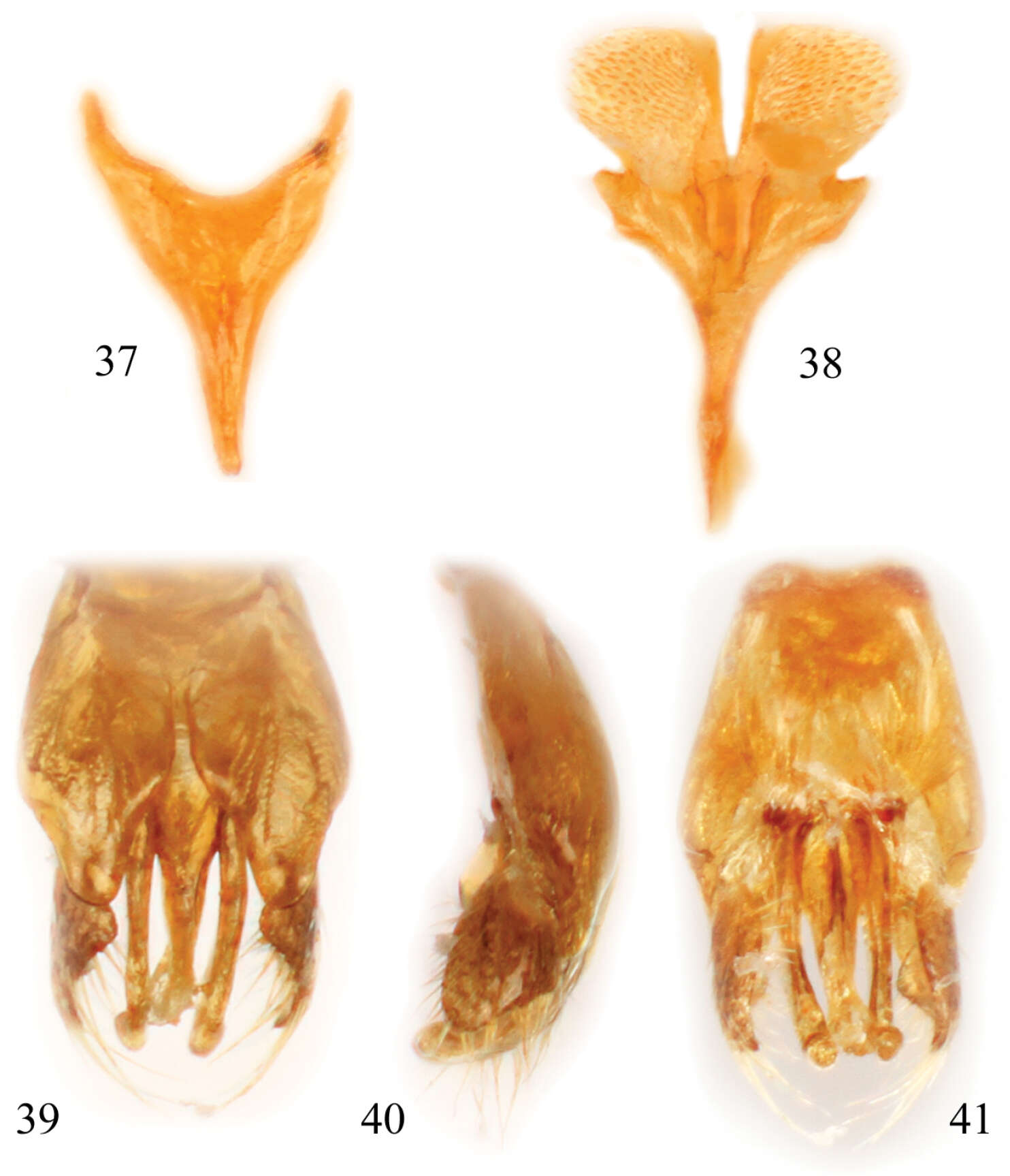 Image de Chiasmognathus Engel 2006