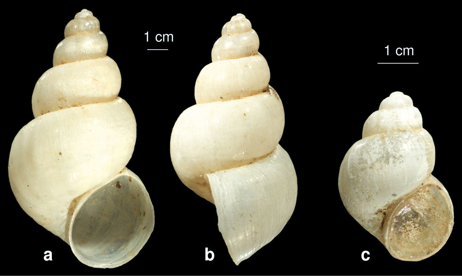 Image of Bithynia starmuehlneri Glöer & Pešić 2012