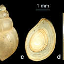 Image de Bithynia mazandaranensis Glöer & Pešić 2012