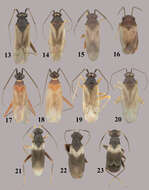 Image of Tytthus fuscicornis Henry 2012