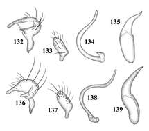 Image of Tytthus fuscicornis Henry 2012