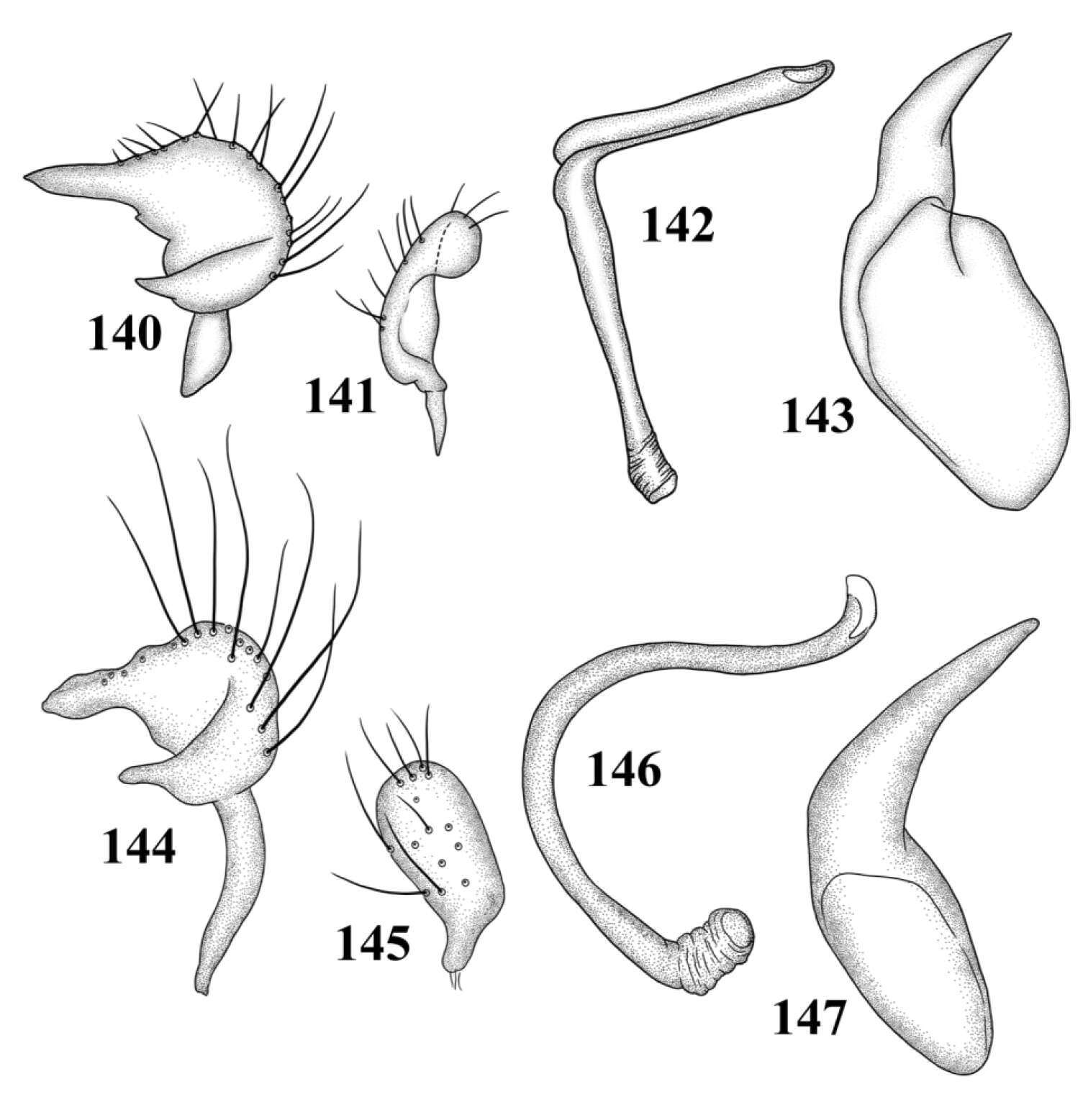 Image de Tytthus mexicanus Henry 2012