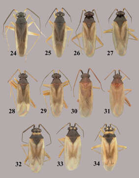 Слика од Tytthus pallidus Henry 2012