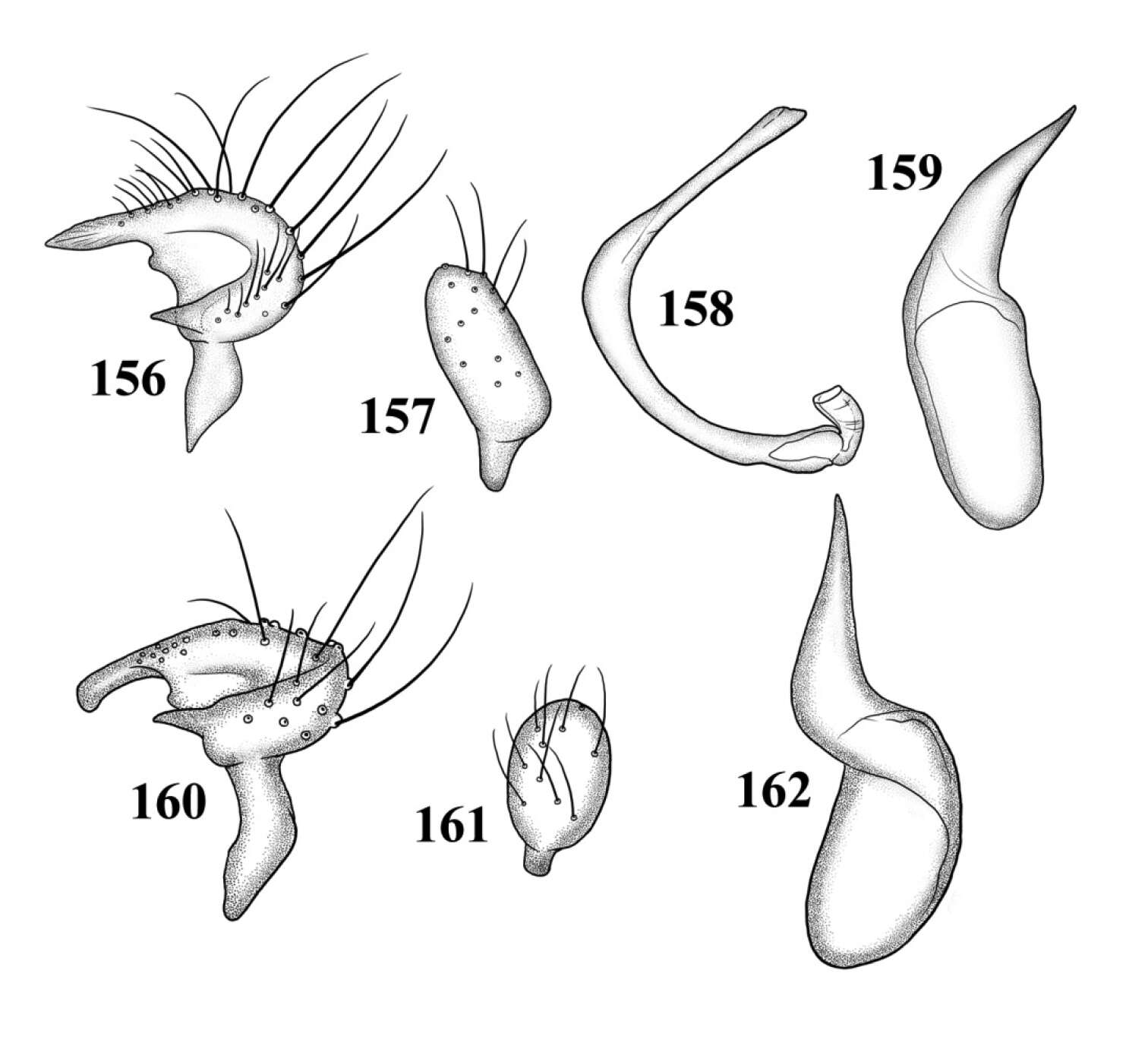 Слика од Tytthus pallidus Henry 2012