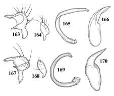 Image of Tytthus pallidus Henry 2012