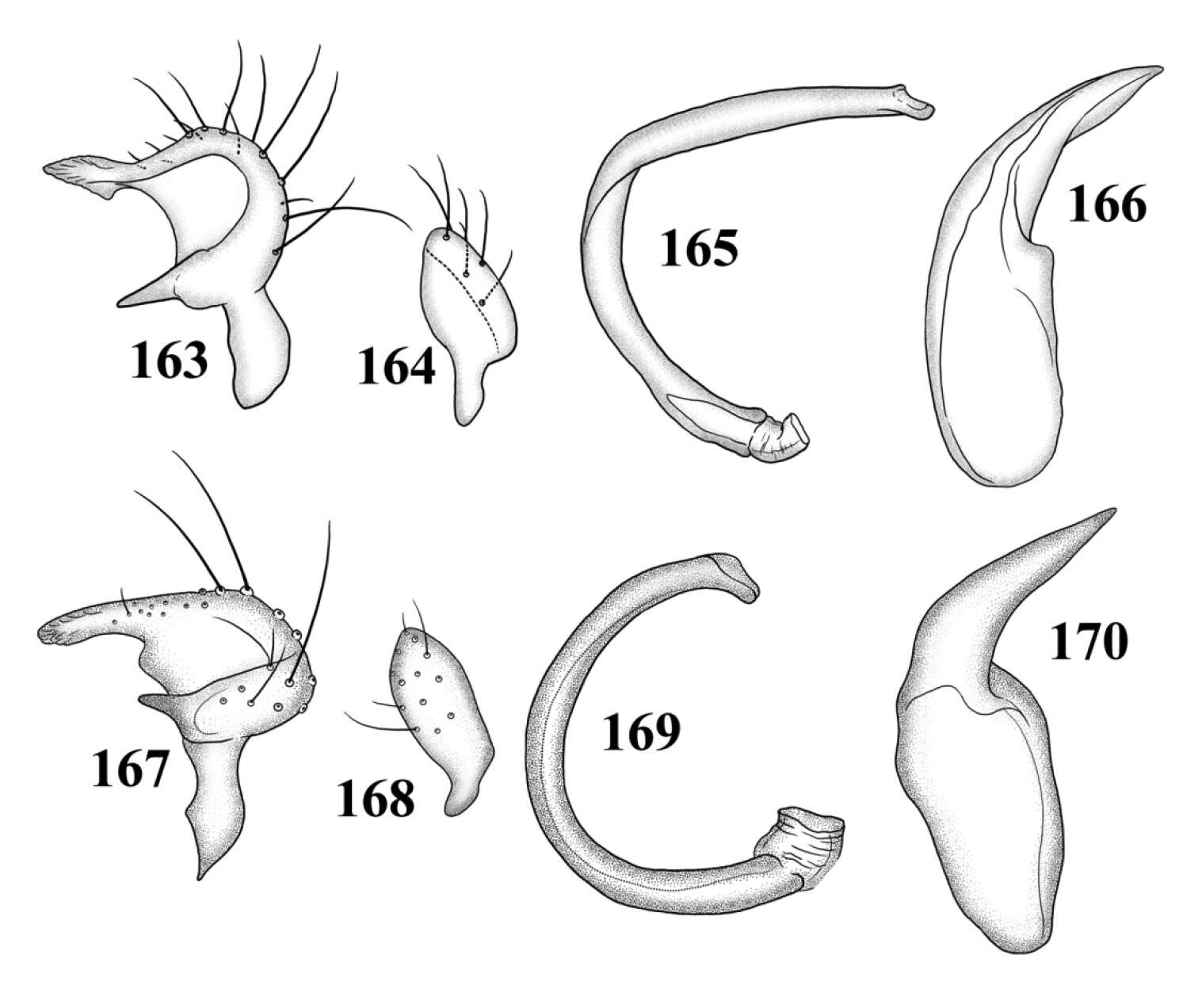 Image of Tytthus pallidus Henry 2012