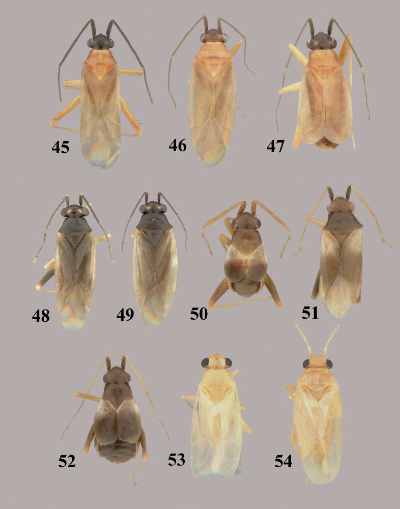 Image of Tytthus uniformis Henry 2012