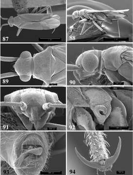 Image of Tytthus uniformis Henry 2012