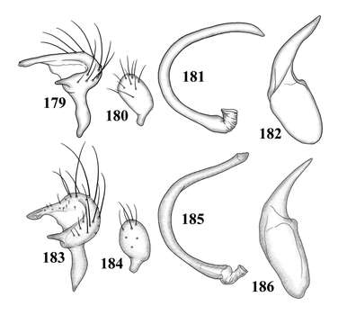 Image of Tytthus uniformis Henry 2012