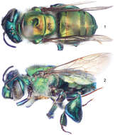 Image of Typical Orchid Bees