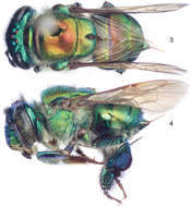 Image of Typical Orchid Bees