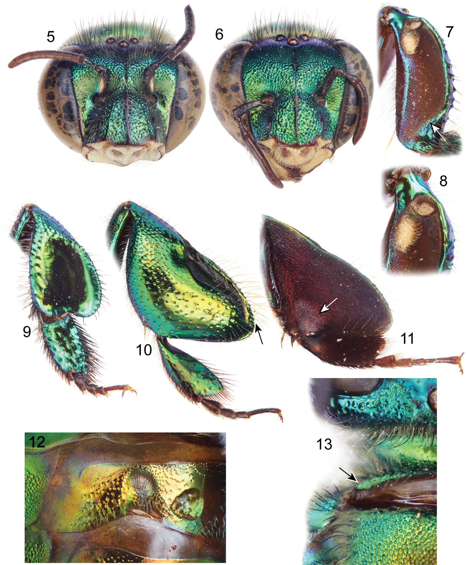 Image of Typical Orchid Bees