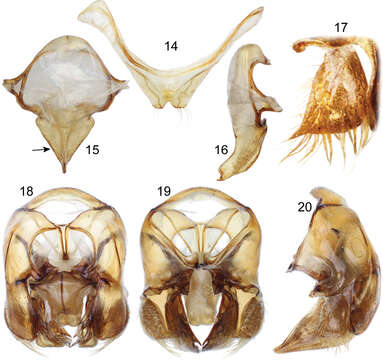 Image de Euglossa Latreille 1802