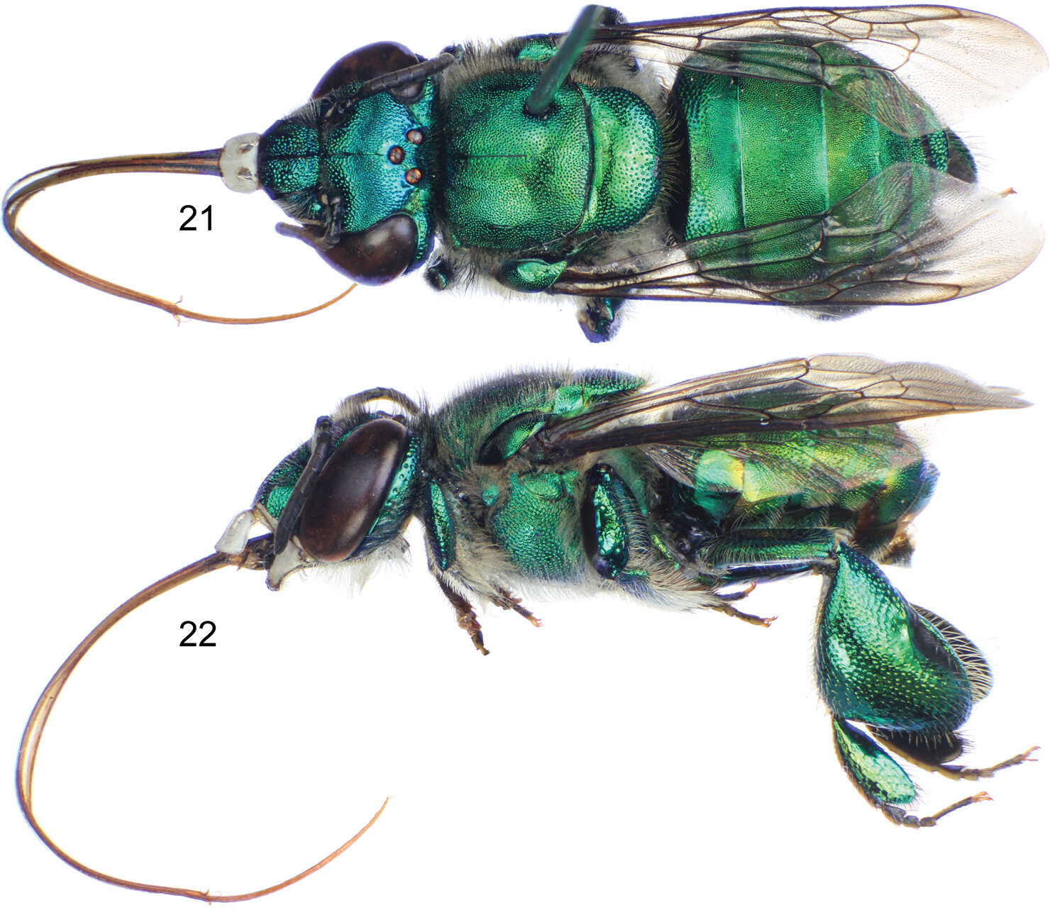 Image of Euglossa adiastola Hinojosa-Díaz, Nemésio & Engel 2012