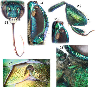 Image of Euglossa adiastola Hinojosa-Díaz, Nemésio & Engel 2012