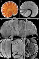 Image de Ammodesmidae