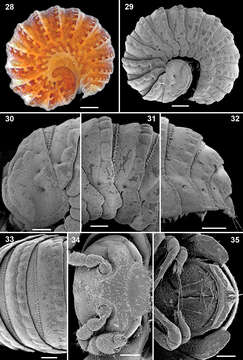 Слика од Ammodesmidae