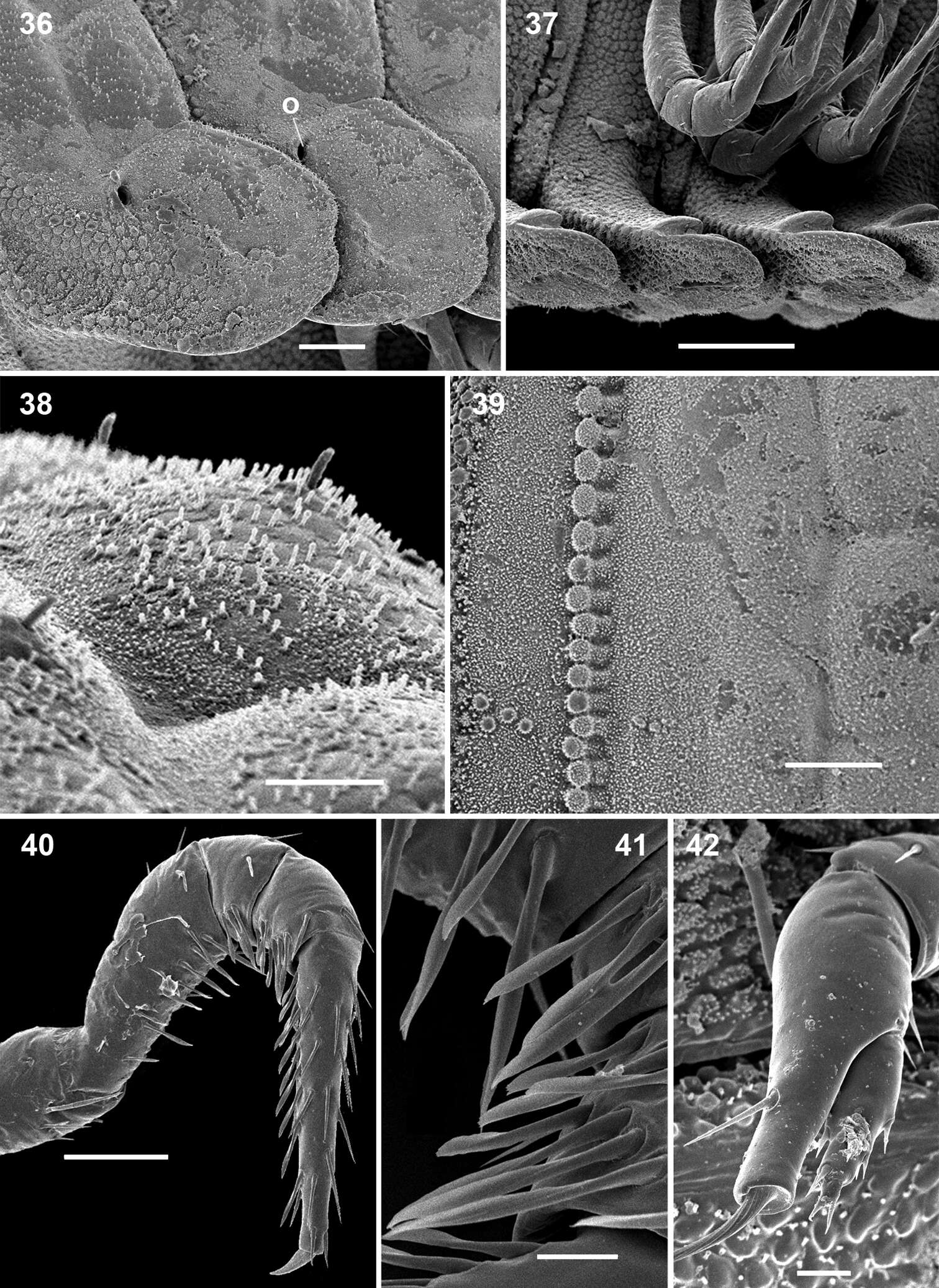 Слика од Ammodesmidae