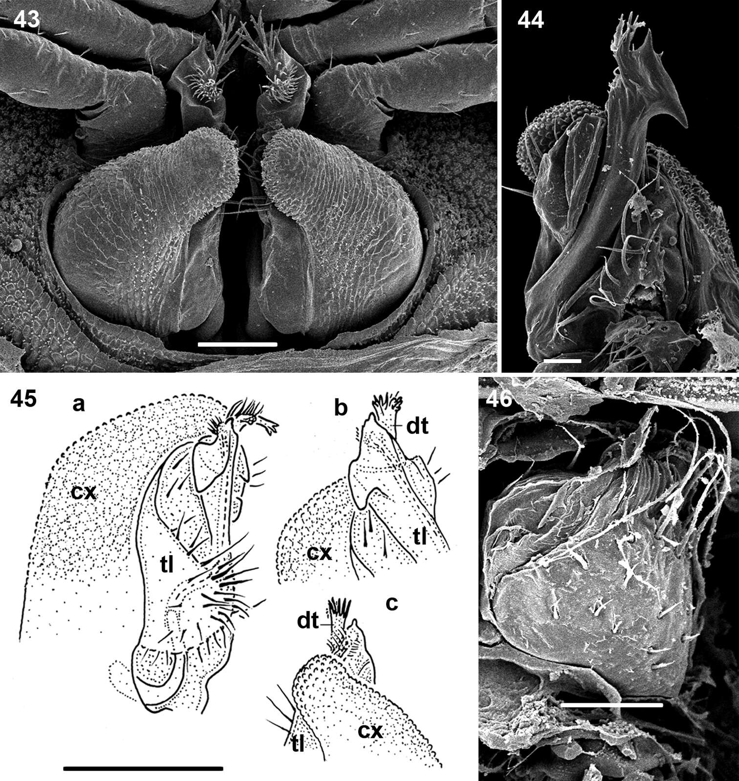 Слика од Ammodesmidae