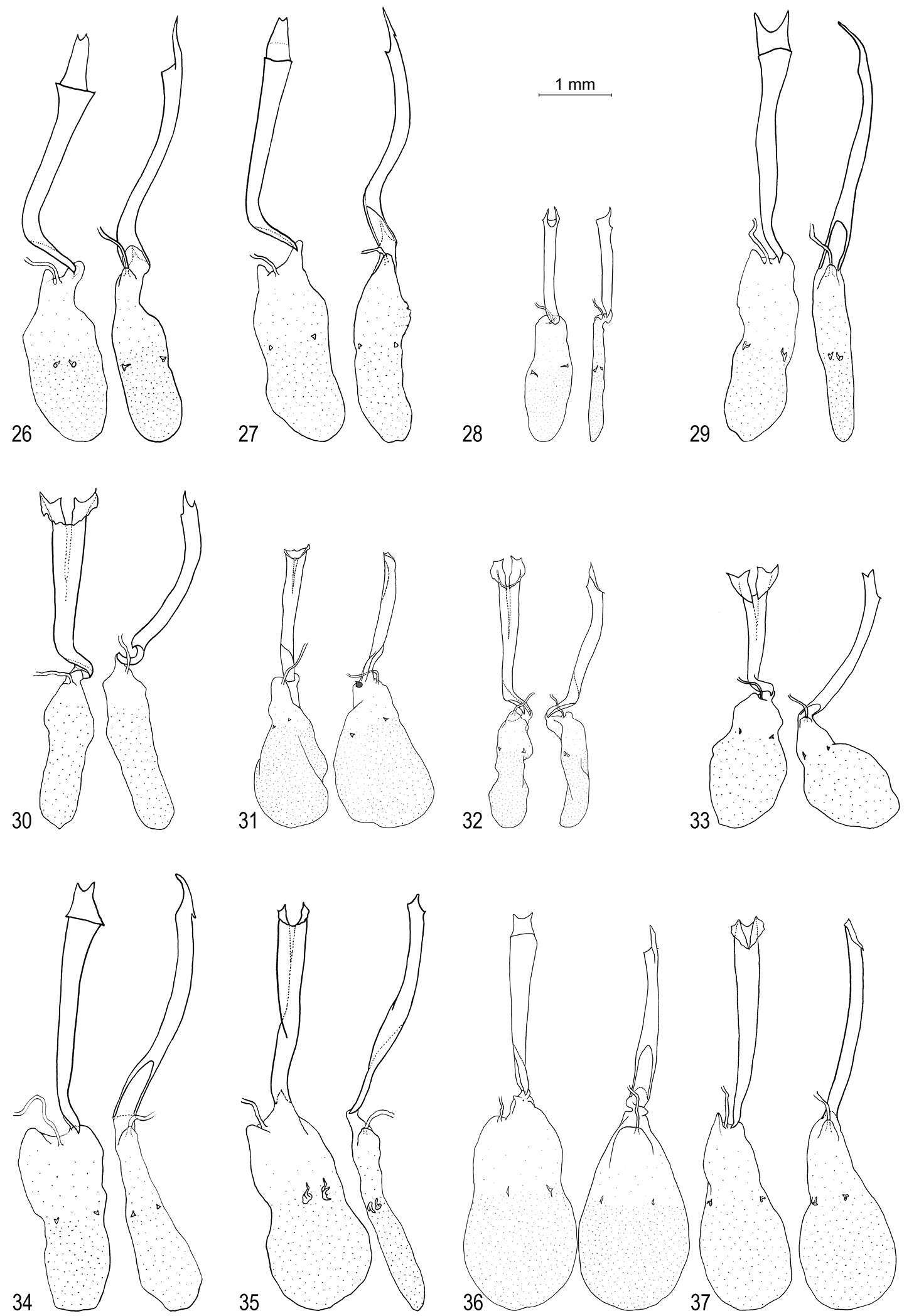 Image de <i>Oenomaus moseri</i>