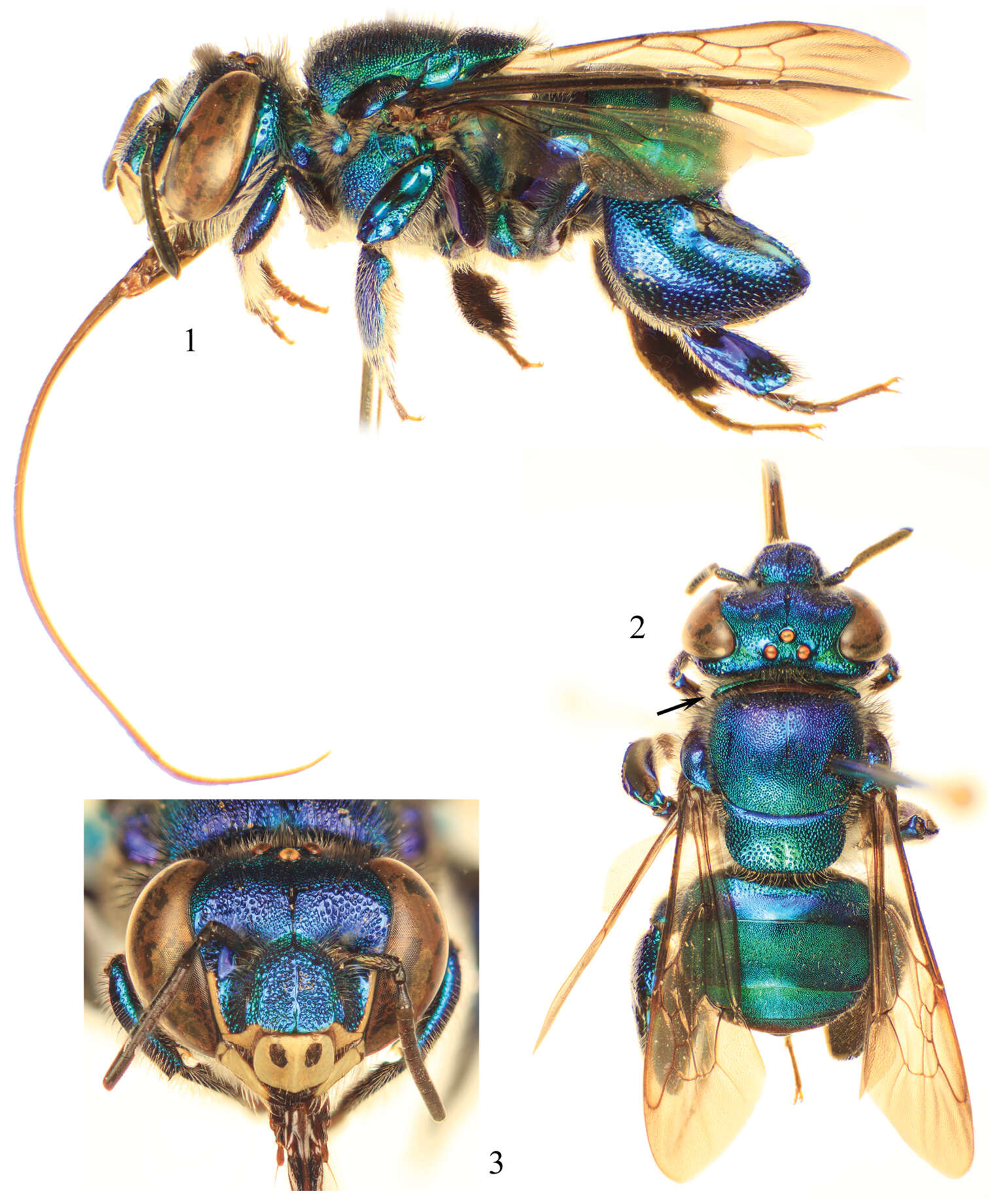 Image de Euglossa clausi Nemésio & Engel 2012