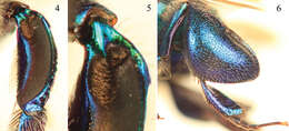 Image de Euglossa clausi Nemésio & Engel 2012