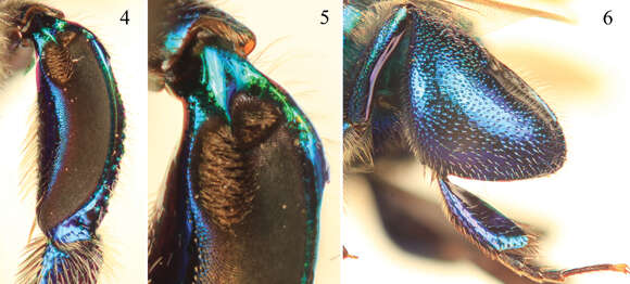 Image of Euglossa clausi Nemésio & Engel 2012