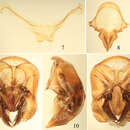 Image de Euglossa clausi Nemésio & Engel 2012