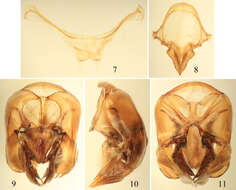 Image de Euglossa clausi Nemésio & Engel 2012