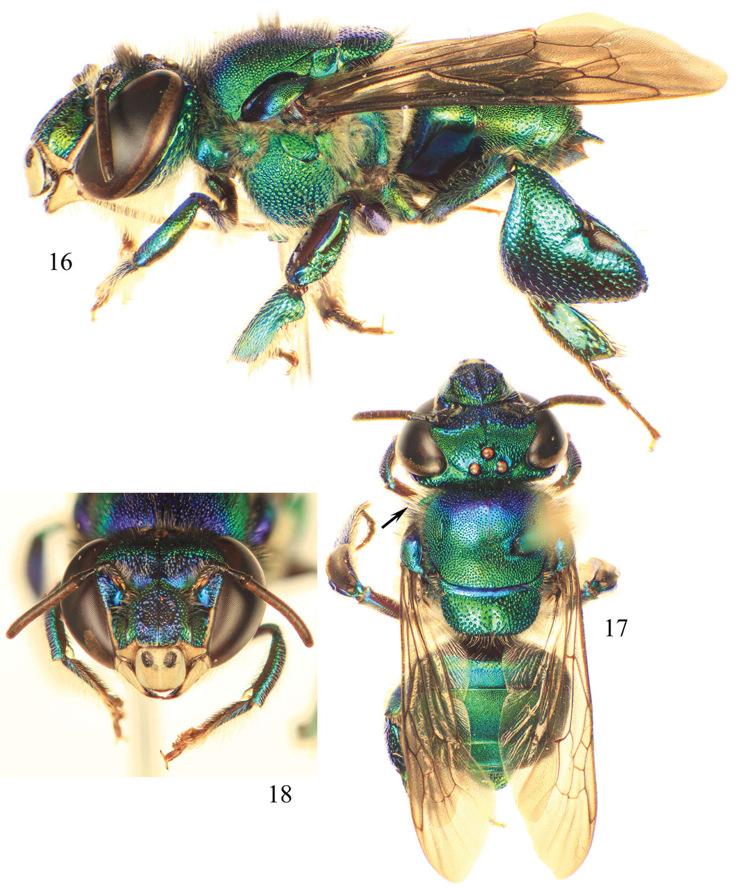 Image of Euglossa moratoi Nemésio & Engel 2012