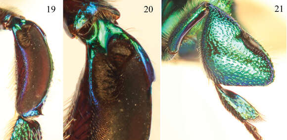 Image of Euglossa moratoi Nemésio & Engel 2012