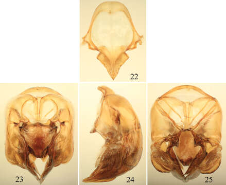 Image de Euglossa moratoi Nemésio & Engel 2012