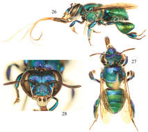 Image of Euglossa pepei Nemésio & Engel 2012