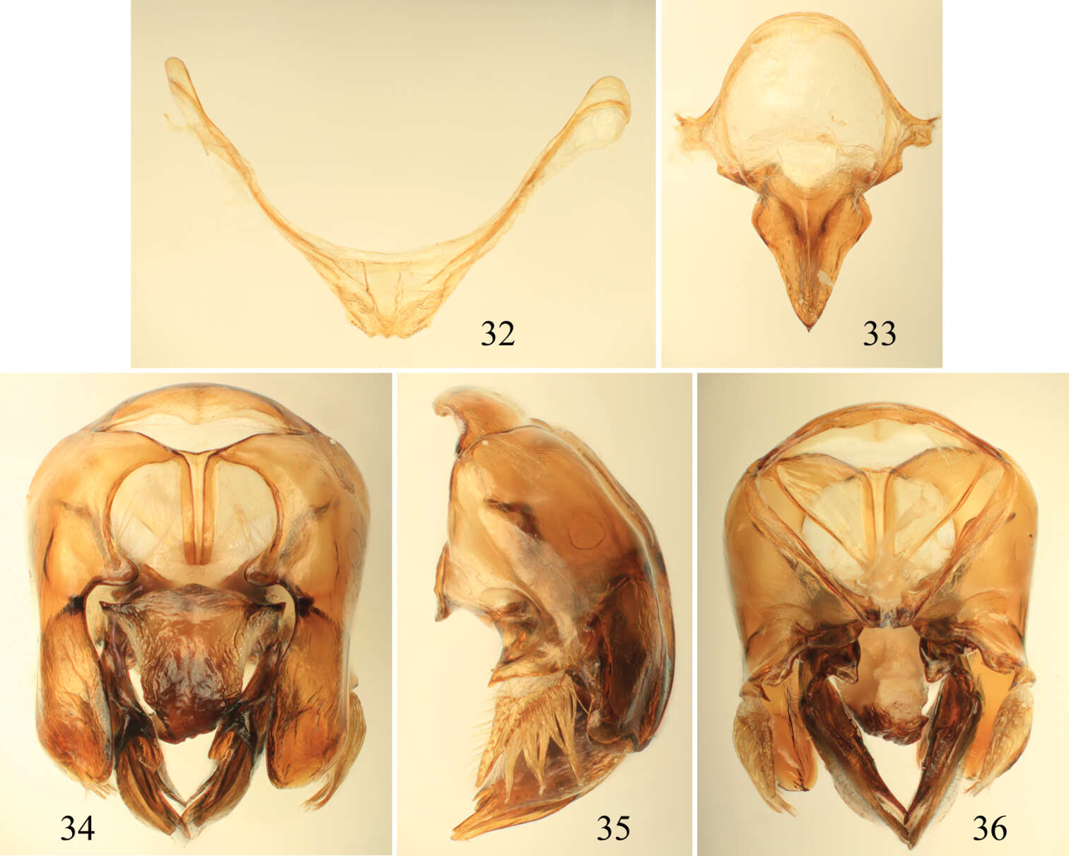 Image of Euglossa pepei Nemésio & Engel 2012