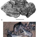 Image of Pegomastax africanus Sereno 2012