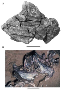 Image of Pegomastax Sereno 2012