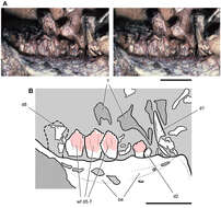 Image of heterodontosaurids