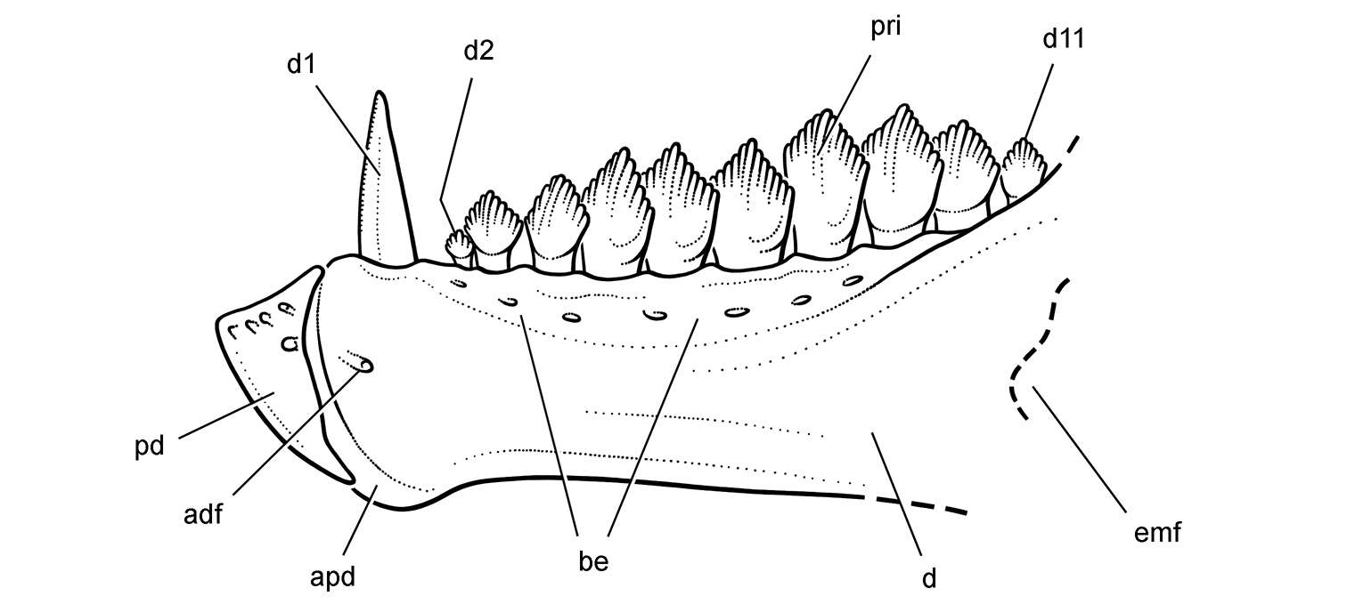 Image of heterodontosaurids