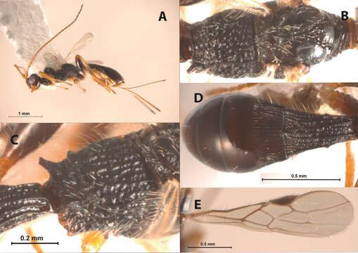 Image of Doryctopambolus Nunes & Zaldívar-Riverón