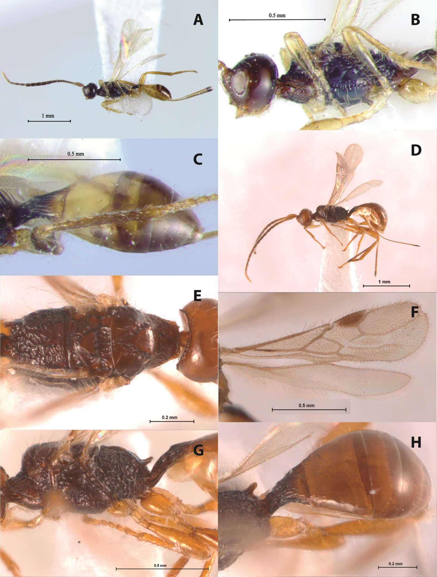 Image of Doryctopambolus clebschi Zaldívar-Riverón & Martínez