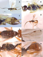 Imagem de Doryctopambolus dominicanus Zaldívar-Riverón & Martínez