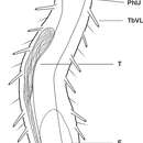 Image de Pseudostomella dolichopoda Todaro 2012