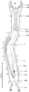 Image of gastrotrichs