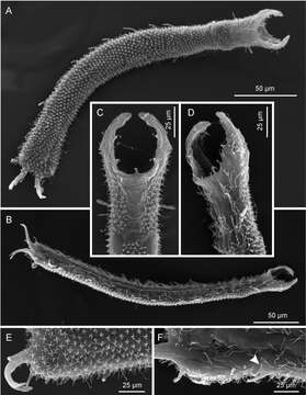 Image of gastrotrichs