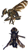 Image of Angelopteromyia