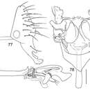 Image of Planinasus flavicoxalis Mathis, Rung & Kotrba 2012