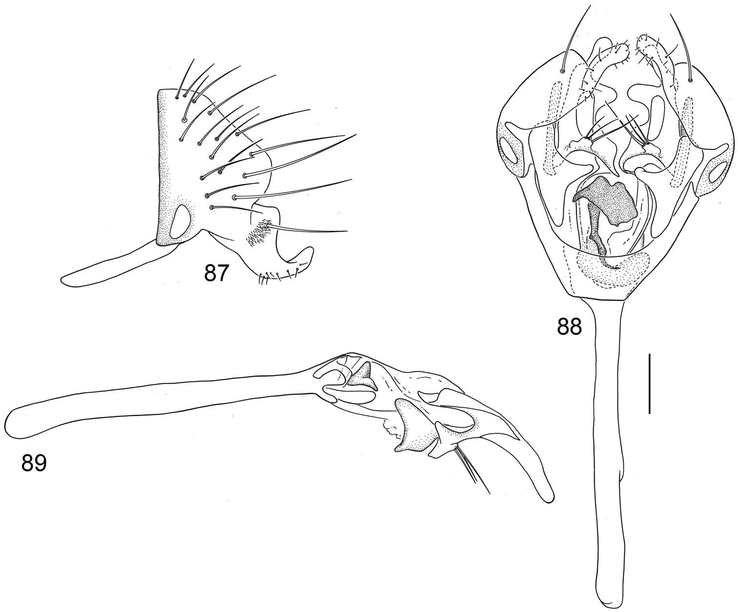 Image of Planinasus nigrifacies Mathis, Rung & Kotrba 2012