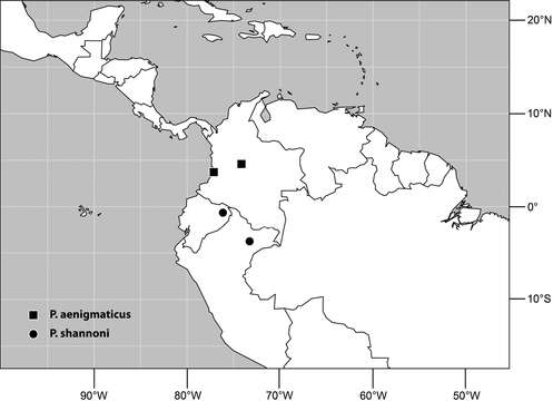 Image of periscelidid flies