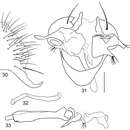 Image of Planinasus miradorus Mathis, Rung & Kotrba 2012