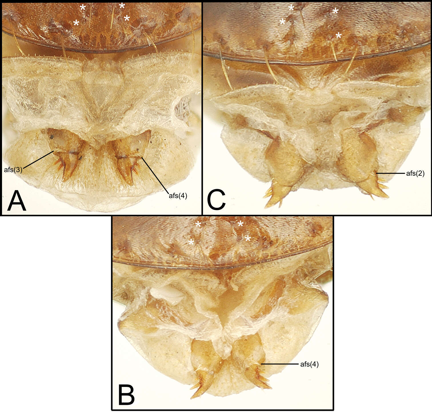 Image of Mecyclothorax tutei Liebherr 2012